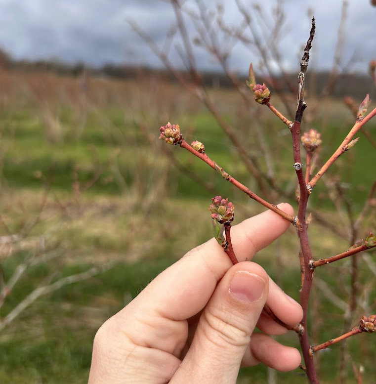 4-22-25-Bluecrop-Cheyenne Sloan.jpg